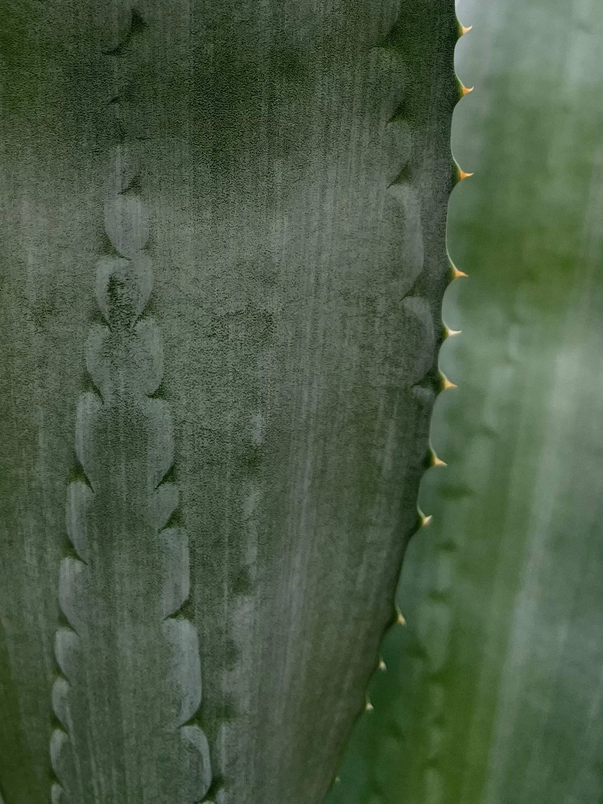anhelo de plantas